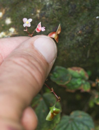 Begonia sinuata, photographed by Scott Loarie