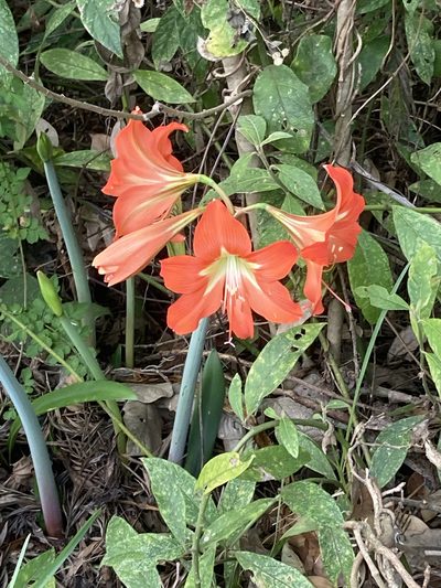 Hippeastrum reginae, photographed by Juanito Escamilla