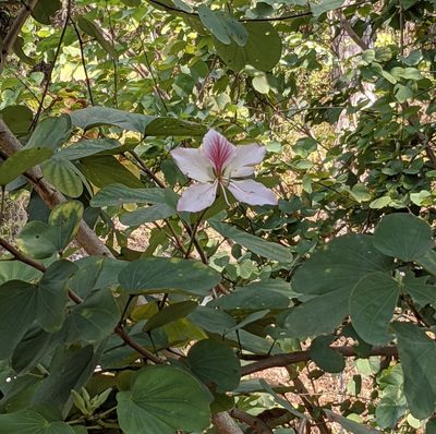 Bauhinia variegata, photographed by portioid