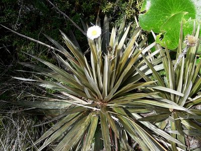 Celmisia armstrongii, photographed by naturewatchwidow