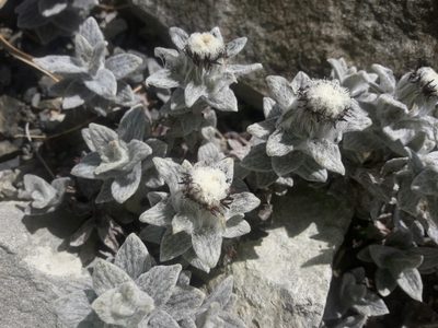 Haastia sinclairii, photographed by naturewatchwidow
