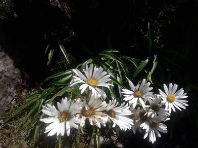 Dolichoglottis scorzoneroides, photographed by naturewatchwidow