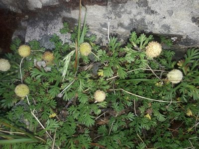 Leptinella pyrethrifolia, photographed by naturewatchwidow