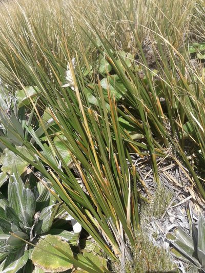 Chionochloa flavescens, photographed by naturewatchwidow