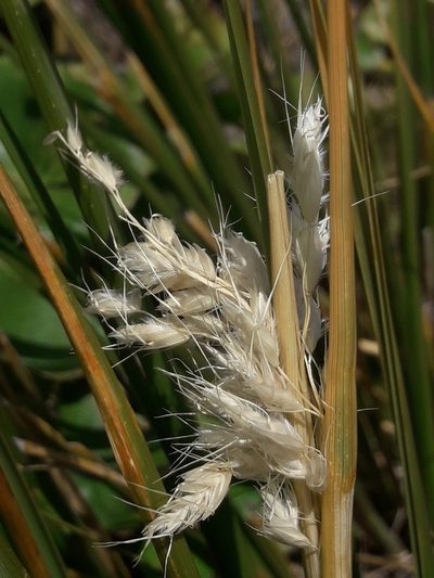 Chionochloa flavescens, photographed by naturewatchwidow