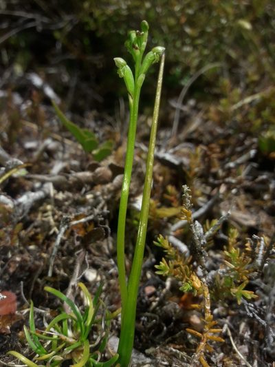 Microtis oligantha, photographed by naturewatchwidow