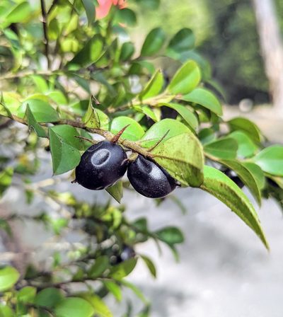 Diospyros vaccinioides, photographed by portioid