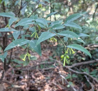 Wikstroemia nutans, photographed by portioid
