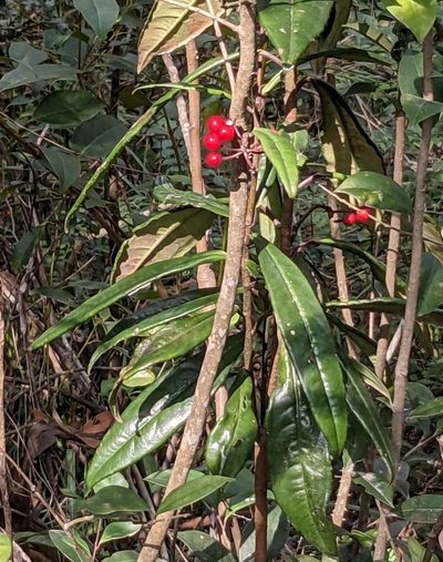 Ardisia lindleyana, photographed by portioid