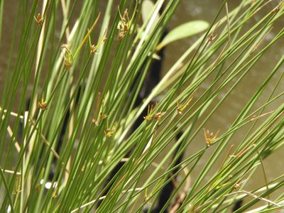 Fimbristylis ferruginea, photographed by Greg Tasney