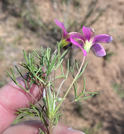 Oxalis bifurca, photographed by Dave U