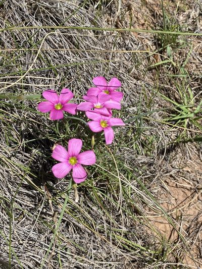 Oxalis bifurca, photographed by Dave U