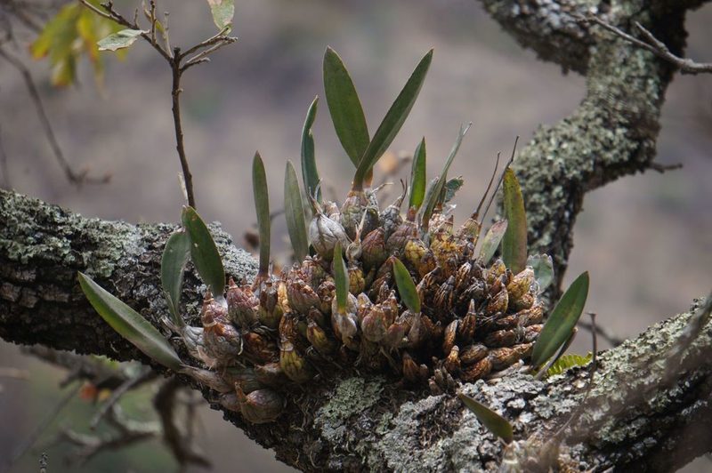 Laelia speciosa, photographed by Juan Carlos Pérez Magaña