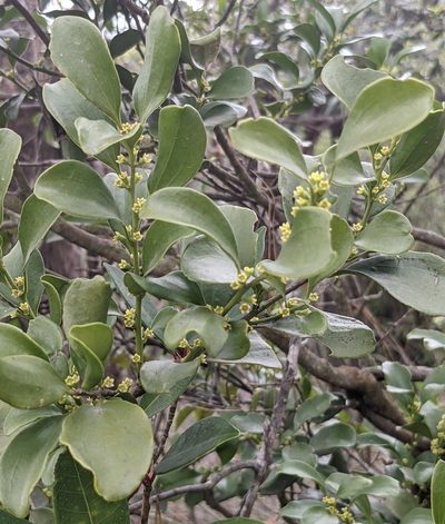 Dendrotrophe varians, photographed by portioid
