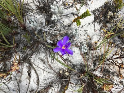 Aristea glauca, photographed by Caroline Voget
