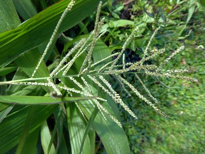 Paspalum paniculatum, photographed by Peter de Lange