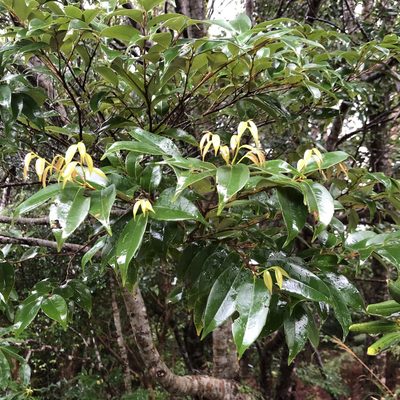 Castanopsis sieboldii, photographed by Takaaki Hattori
