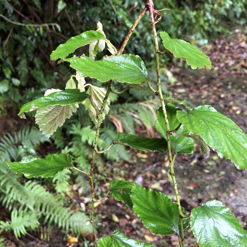 Rubus nesiotes, photographed by Takaaki Hattori