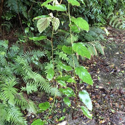 Rubus nesiotes, photographed by Takaaki Hattori
