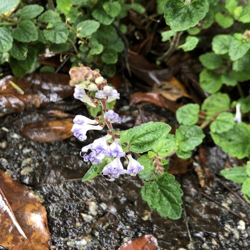 Scutellaria rubropunctata, photographed by Takaaki Hattori