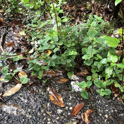 Scutellaria rubropunctata, photographed by Takaaki Hattori