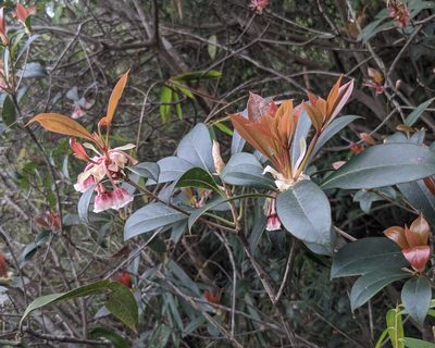 Enkianthus quinqueflorus, photographed by portioid
