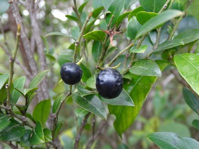 Diospyros vaccinioides, photographed by Toby Y