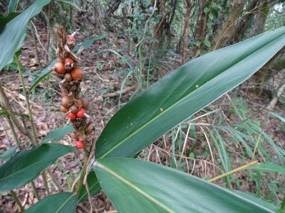 Alpinia stachyodes, photographed by Toby Y