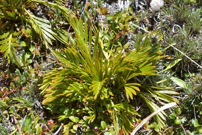 Aciphylla similis, photographed by Christopher Stephens