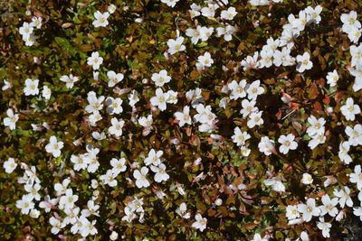 Epilobium macropus, photographed by Christopher Stephens