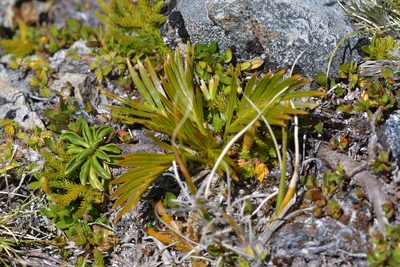 Aciphylla similis, photographed by Christopher Stephens