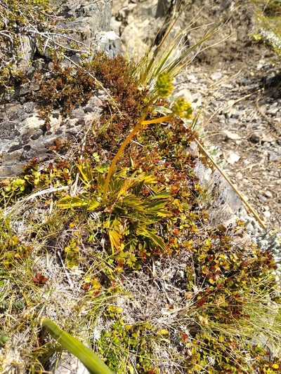 Aciphylla similis, photographed by Leon Perrie