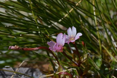 Epilobium macropus, photographed by Christopher Stephens