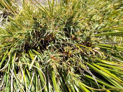 Dracophyllum kirkii, photographed by Leon Perrie