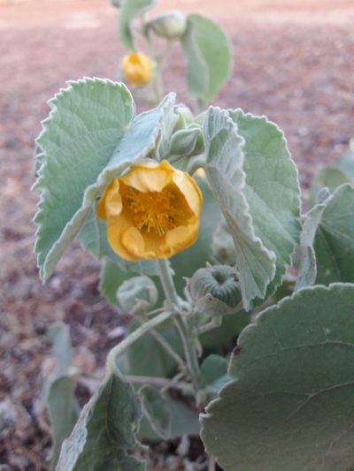 Abutilon pannosum, photographed by Denis Bastianelli