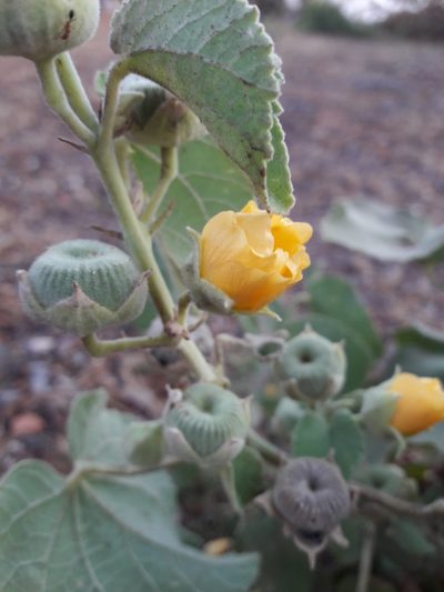 Abutilon pannosum, photographed by Denis Bastianelli