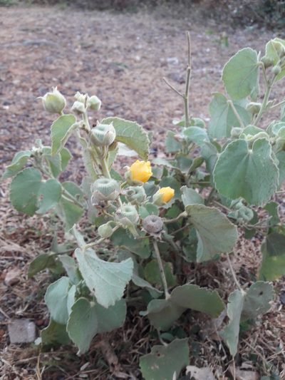 Abutilon pannosum, photographed by Denis Bastianelli