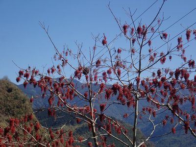 Idesia polycarpa, photographed by Meng-Ying Tsai