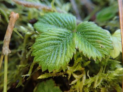 Fragaria hayatae, photographed by Meng-Ying Tsai