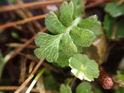 Ellisiophyllum pinnatum, photographed by Meng-Ying Tsai