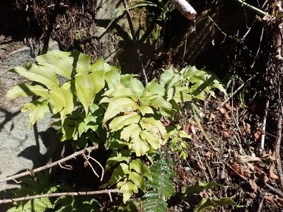 Cyrtomium caryotideum, photographed by Meng-Ying Tsai