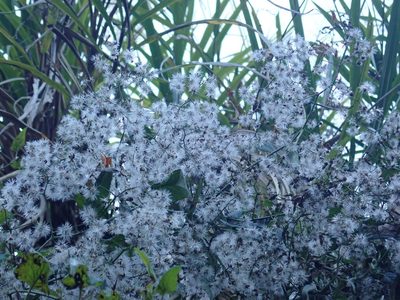 Senecio scandens, photographed by Meng-Ying Tsai