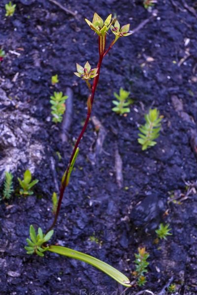 Campynema lineare, photographed by Brendan Costello