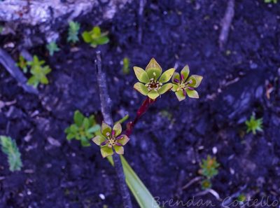 Campynema lineare, photographed by Brendan Costello