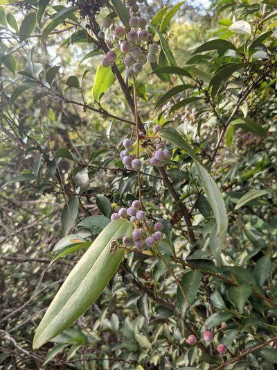 Smilax glabra, photographed by portioid