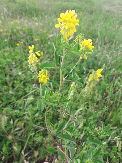 Trigonella esculenta, photographed by Denis Bastianelli