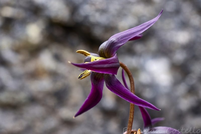 Isophysis tasmanica, photographed by Brendan Costello