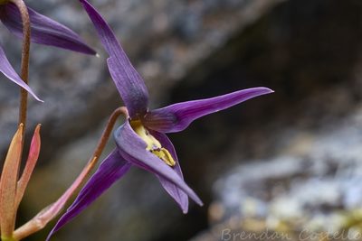Isophysis tasmanica, photographed by Brendan Costello