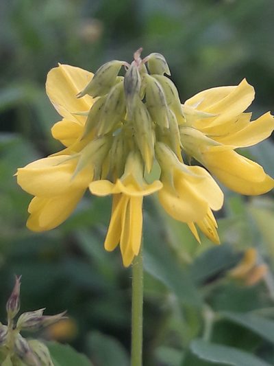Trigonella esculenta, photographed by Denis Bastianelli