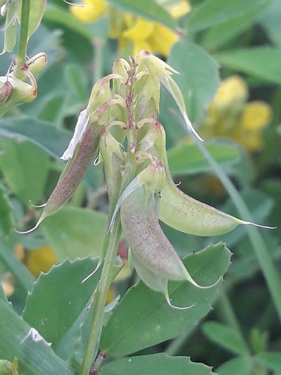 Trigonella esculenta, photographed by Denis Bastianelli